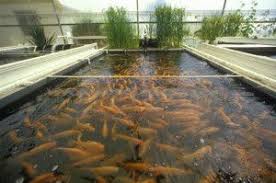 Fish Farming Business Plan Aquaculture Fish Aquaponics Fish Farming