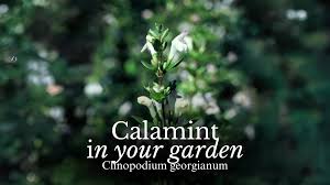 Image result for Clinopodium uhligii