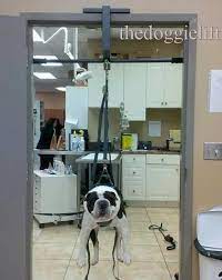 Nov 12, 2020 · here are the steps to follow to properly trim your dog's nails: Testimonials The Doggie Lift