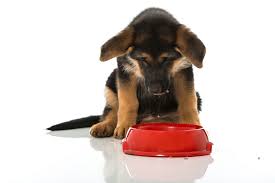 The best large breed puppy food is hill's science diet large breed puppy food. Top 12 Best Large Breed Puppy Foods In 2018 Buyer S Guide