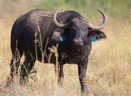(picture supplied, formerly used on farmer's weekly) president cyril ramaphosa has retrenched 22 of the 46 permanent staff at the ntabanyoni farm in. This Is The R4 Million Buffalo Cyril Ramaphosa Just Sold Along With R15 Million In Other Game Including Rare Ugandan Cattle