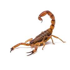 Commercial and residential standard of excellence. Phoenix Az Termite Pest Control Budget Brothers Termite