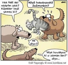 Sosyal Komedi Karikatur Komik Kedi
