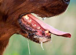Here S Why You Shouldn T Let Your Dog Lick Your Face