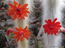 Image result for Cleistochlamys