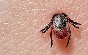 The chemicals tend to be similar in these products, so the choice will depend on your preference. How Did Ticks Get Into My Yard