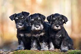 Miniature Schnauzer Puppies For Sale Akc Puppyfinder