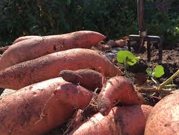 How to know when it's time to harvest sweet potatoes? Here S How To Harvest Sweet Potatoes Greenability Magazine
