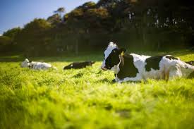 Sometimes, cow jokes tend to sound like weird and unconventional, but then cow jokes enthusiasts will almost always be able to relate. Best 90 Cow Jokes That Will Have You Mooing With Laughter By Kidadl