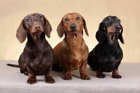Search for a puppy or dog. Dachshund Ads July Clasf