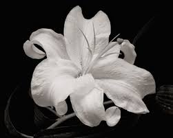 Black And White Pictures Of Lily Flowers Google Image Result For Http Www Gallery53ny Com Images Products Preview Wamp Lily Images White Flowers Flower Painting
