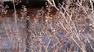 Left, the winged seeds of crape myrtle; How To Prune Crapemyrtles Correctly The Good Earth Garden Center