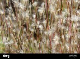 Image result for Andropogon eucomus