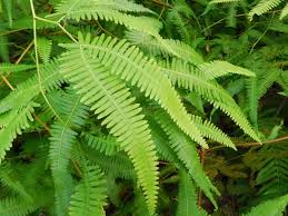 Image result for Pteris linearis