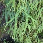 Image result for Sticherus flagellaris