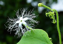 Snake gourd is rich in magnesium and calcium, make it more nutritious and tasty by adding bengal gram and grated coconut. The Flower Of Snake Gourd By Ptchou Ptc88 Flickr