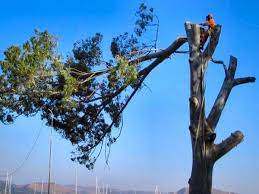 When you need reliable tree service in jacksonville, fl, turn to the experts at shaw's tree service, llc. Pin On Tree Service Jacksonville Trusts