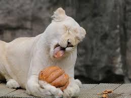 All purchases made at loewe.com will be gift wrapped in our signature packaging. Kinotipp Mia Und Der Weisse Lowe Dreharbeiten Mit Einem Echten Lowen