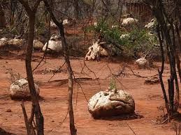 Image result for Pyrenacantha