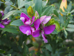 Image result for Polygalaceae