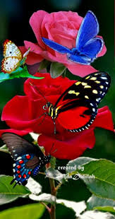 Pin By Nilza Da On Beautiful Flowers In 2020 Beautiful Flowers Wallpapers Beautiful Roses Love Flowers