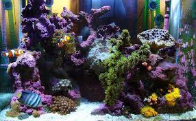 Petsmart is the adopt spot. List Of Marine Aquarium Fish Species Wikipedia