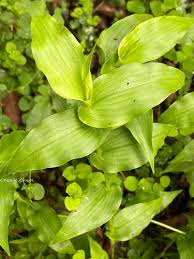 Image result for Panicum brevifolium