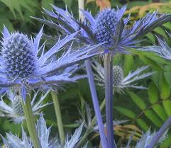 Image result for Aneilema zebrinum