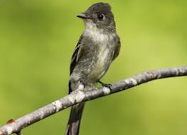 Birds Of Eastern Washington Book 