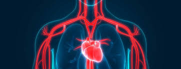 Heart Health | Johns Hopkins Medicine