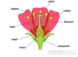 Parts Of A Flower Petals Stigma Sepal Anther Jpg Parts Of A Flower Flower Definitions Flower Structure
