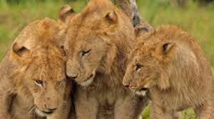 What does ousted mean in spanish? Secrets Of King Of Jungle Exposed