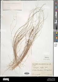 Image result for Coleochloa