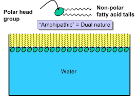 Text: Review Module A Which Statement Must Be Mentioned In Explaining Why  Amphipathic Molecules Line Up At A Water Surface? Polar Groups Repel Water.  Polar Groups Attract One Another. Properties Of Water