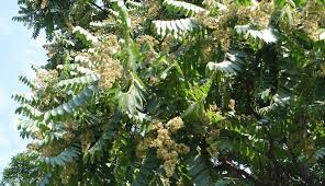 Image result for Cedrela