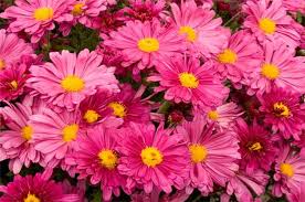 This guide to the best fall flowers for pots and containers will help you create a beautiful autumn landscape that will. Top 10 Fall Perennials For A Flower Garden Birds And Blooms