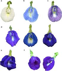 Image result for Clitoria