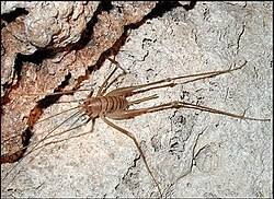 Image result for Dolichopentas