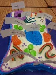 More Edible Cells Hucre Modeli Bilim Projeleri Fen Dersi Sinifi