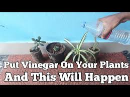 Check spelling or type a new query. Put Vinegar On Your Plants And This Will Happen Youtube