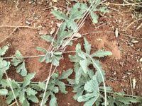 Image result for Cucumis ficifolius