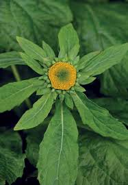 Image result for Gomphocarpus tenuifolius