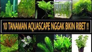 Berikut jadwal yang harus dilakukan untuk dua bulan pertama. Wajib Tau 10 Tanaman Aquascape Dengan Perawatan Mudah Dan Kebutuhan Rendah Youtube