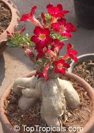 Maybe you would like to learn more about one of these? Adenium Rose By Any Other Name Toptropicals Com