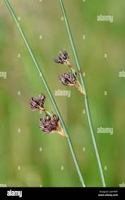 Image result for Juncus balticus