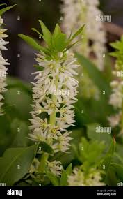 Image result for Eucomis zambesiaca