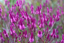 Image result for Celosia stuhlmanniana