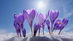 How to Grow and Care for Crocuses, Spring's Early Bloomers | HowStuffWorks