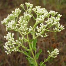 Image result for Lythrum rotundifolium