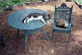 One Cat Just Leads To Another The Many Cats Of Ernest Hemingway Clappison Animal Hospital